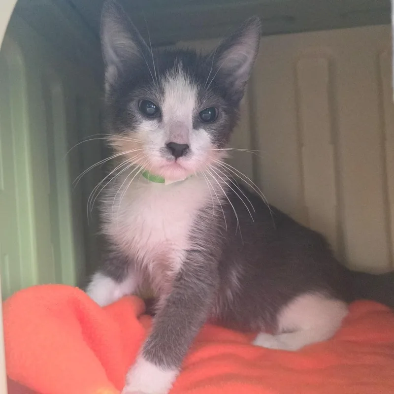 A baby small-sized male Gray / Blue / Silver Domestic Short Hair cat named Sparkle for adoption in Fort Wayne, IN