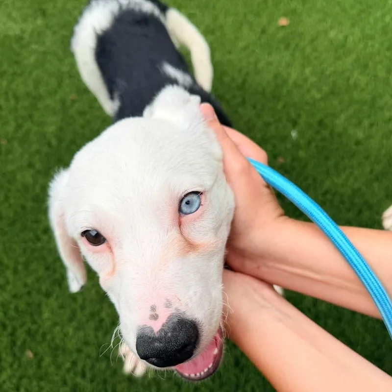 A baby medium-sized female Border Collie dog named Valerie for adoption in Hillsboro, MO