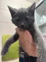 A young medium-sized male Gray / Blue / Silver Domestic Short Hair cat named Ed Harken for adoption in Manitowoc, WI
