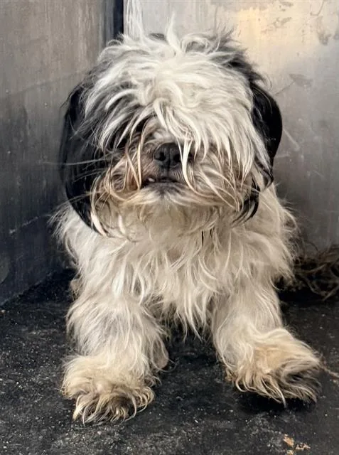 An adult small-sized male Shih Tzu dog named Zach for adoption in San Antonio, TX
