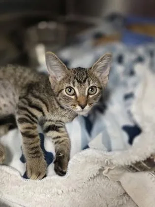 A young small-sized female Domestic Short Hair cat named Brianna for adoption in Beatrice, NE