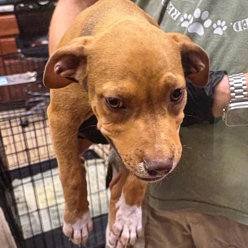 A baby small-sized male Brown / Chocolate Terrier dog named Bark Twain U for adoption in Tupelo, MS