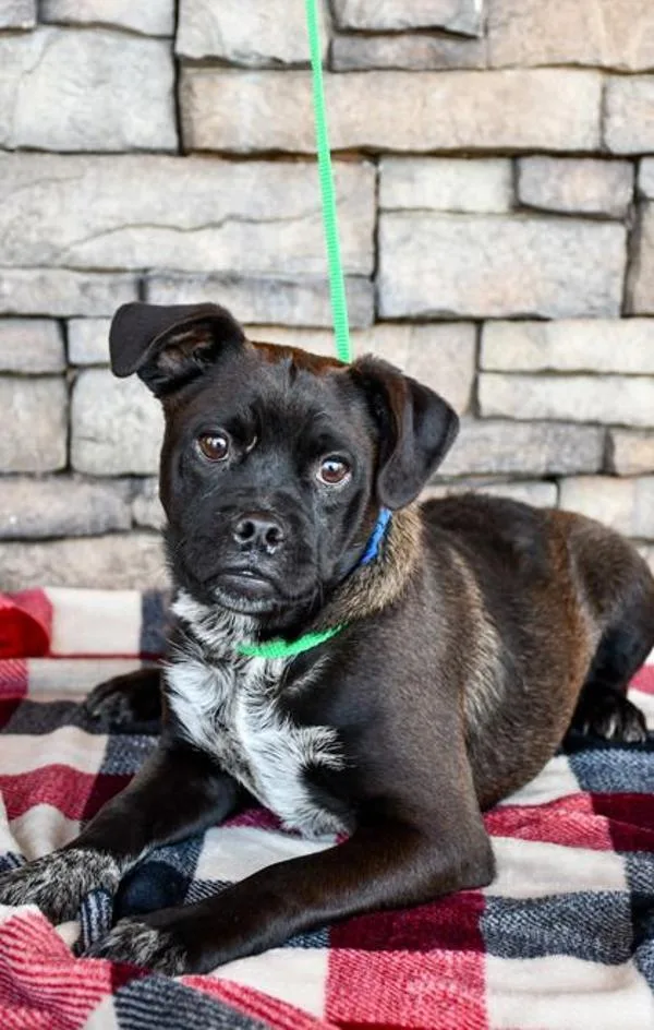 A baby small-sized male Mixed Breed dog named Duke for adoption in Vancouver, WA