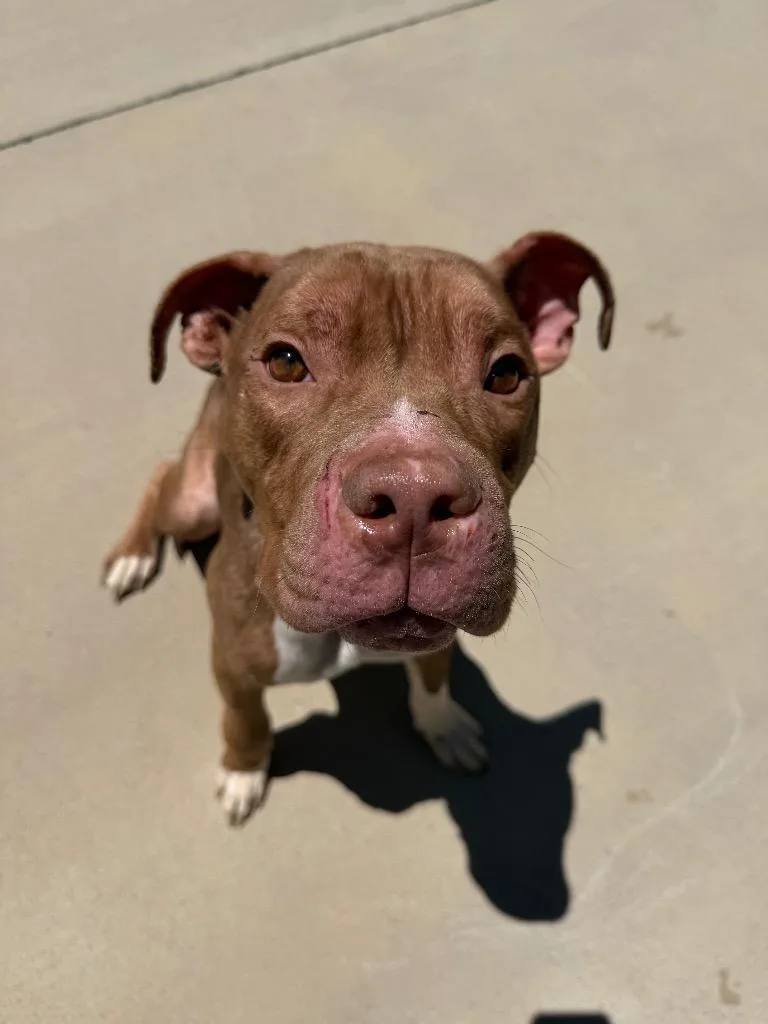 A young medium-sized male Pit Bull Terrier dog named Bubbs for adoption in Johnson City, TN