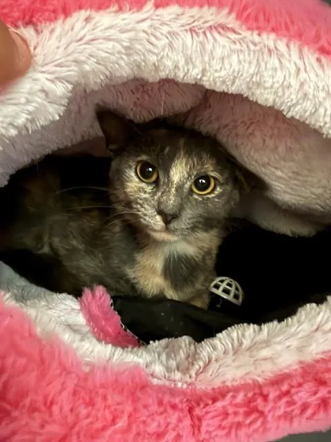 A young small-sized female Domestic Short Hair cat named Pistachio for adoption in Leesburg, VA