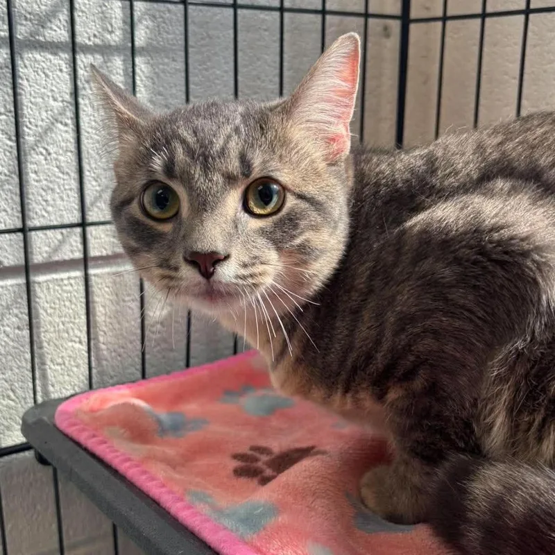 A young medium-sized male Domestic Short Hair cat named Linus for adoption in Rocky Mount, VA