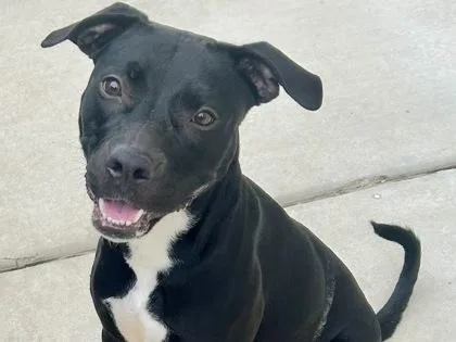 An adult medium-sized female Black Mixed Breed dog named Brule for adoption in Georgetown, TX