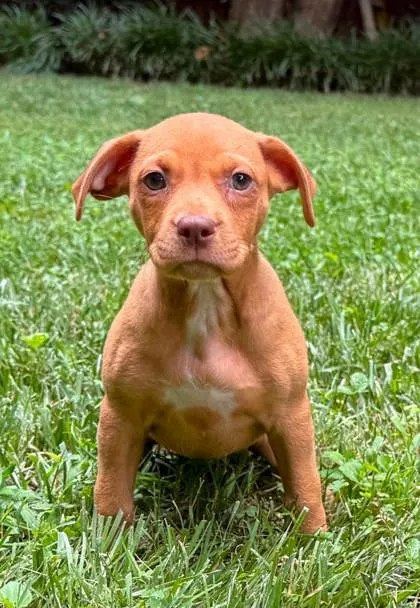 A baby medium-sized female Beagle dog named Fairy Dust for adoption in Malvern, PA