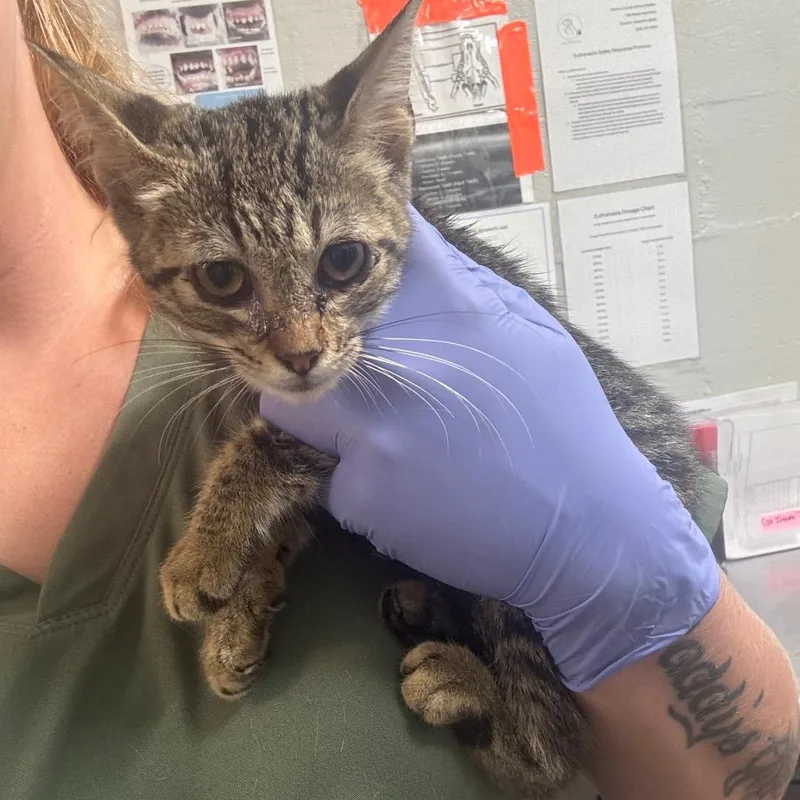 A baby small-sized female Brown / Chocolate Domestic Short Hair cat named Chilli for adoption in Clanton, AL