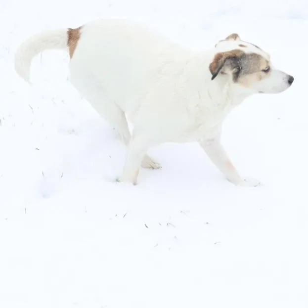 An adult medium-sized female Labrador Retriever dog named Bella for adoption in Magnolia, TX