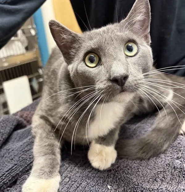 A young medium-sized male Domestic Short Hair cat named Beefy for adoption in Escondido, CA