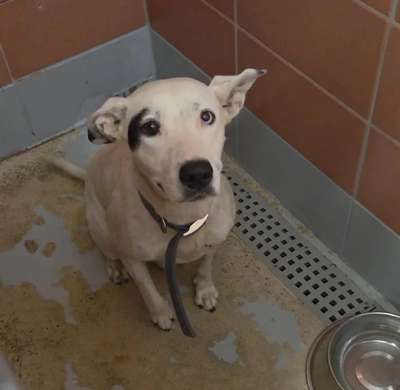 A young medium-sized female Staffordshire Bull Terrier dog named Kiri for adoption in Houston, TX