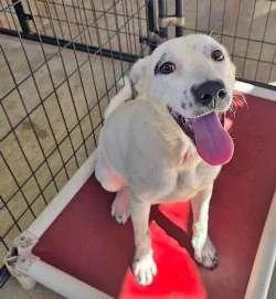 A young medium-sized female Labrador Retriever dog named Taylor for adoption in Sudbury, MA