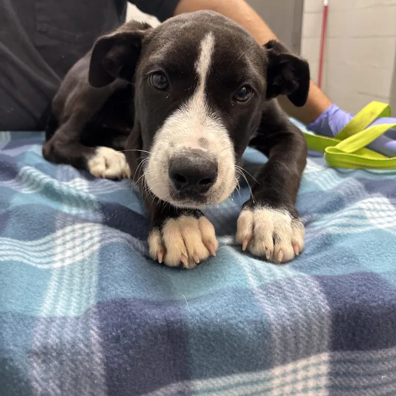 A baby medium-sized male Black Labrador Retriever dog named Duck for adoption in Clanton, AL