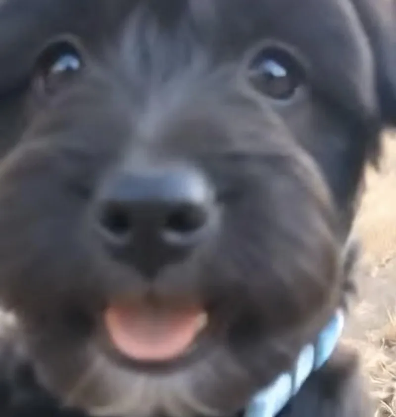 A young small-sized female Tibetan Terrier dog named Tilly for adoption in fort worth, TX