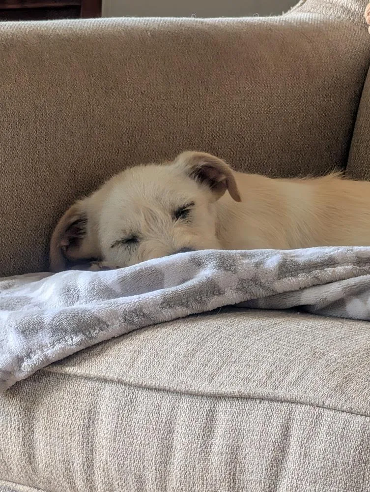 A baby small-sized male White / Cream Terrier dog named Johnny Gage for adoption in Waunakee, WI