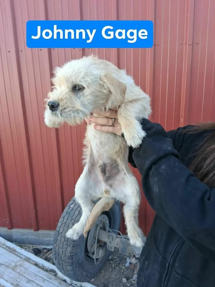 Johnny Gage thumbnail 6