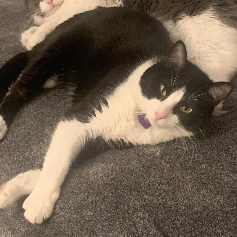 An adult large-sized female Black Domestic Short Hair cat named Sofy for adoption in Murray, UT