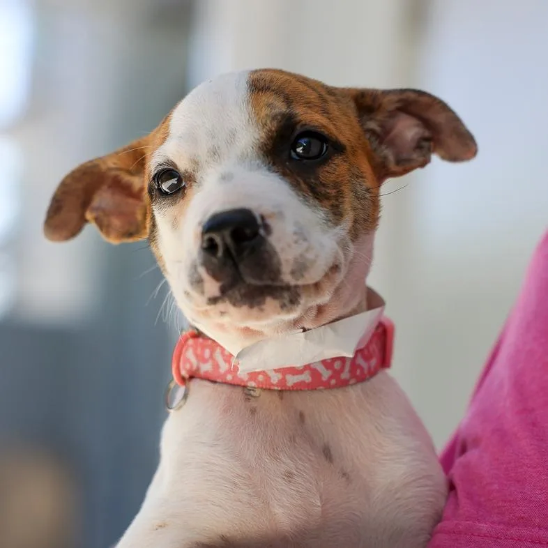 A baby medium-sized female White / Cream Mixed Breed dog named Jelly for adoption in Bradenton, FL