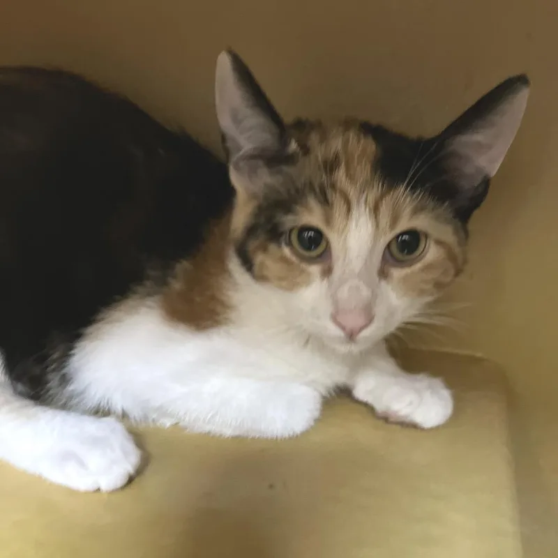 A baby small-sized female Calico Domestic Short Hair cat named Macy for adoption in Las Vegas, NV