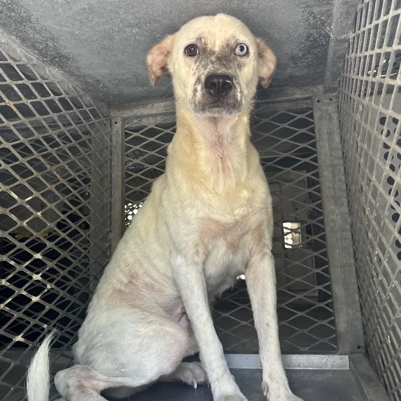 A young medium-sized female White / Cream Shepherd dog named Cookies N cream for adoption in Edinburg, TX