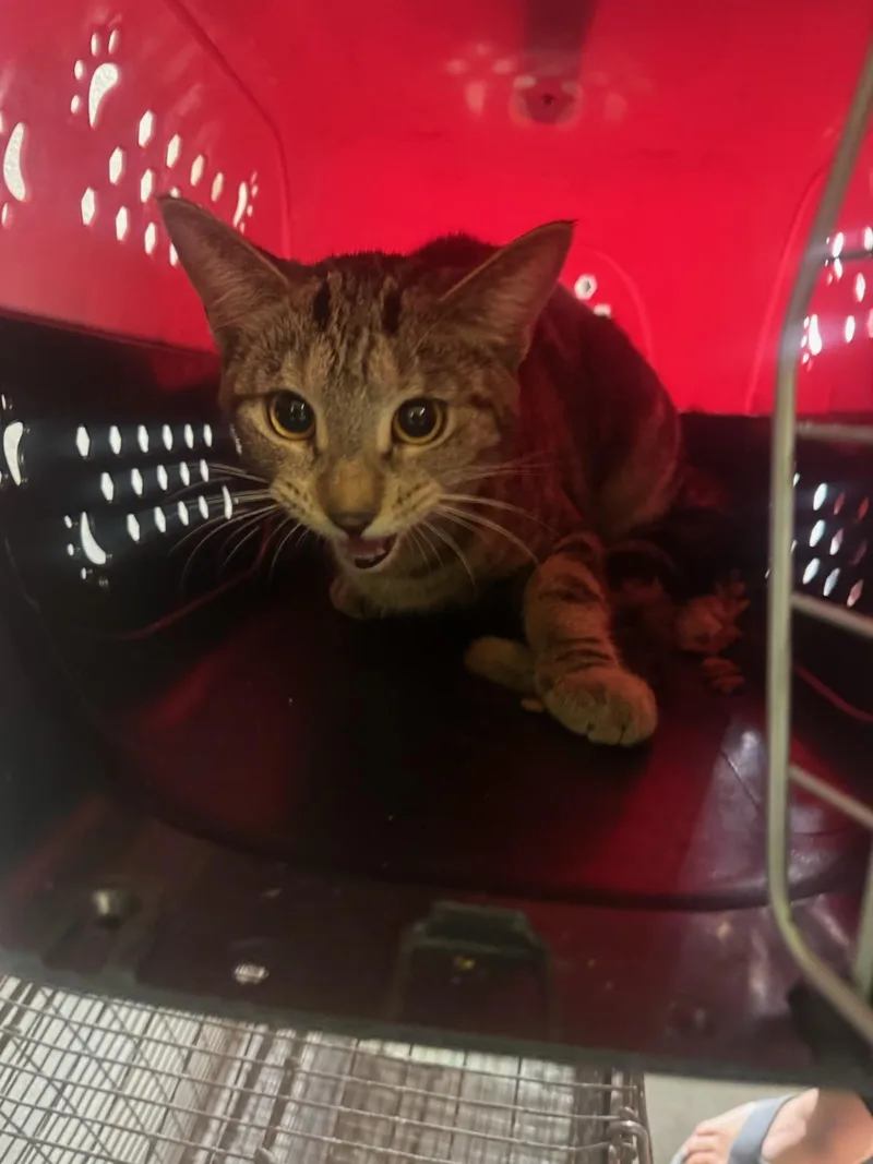 A young large-sized female Domestic Short Hair cat named Npc for adoption in Los Angeles, CA