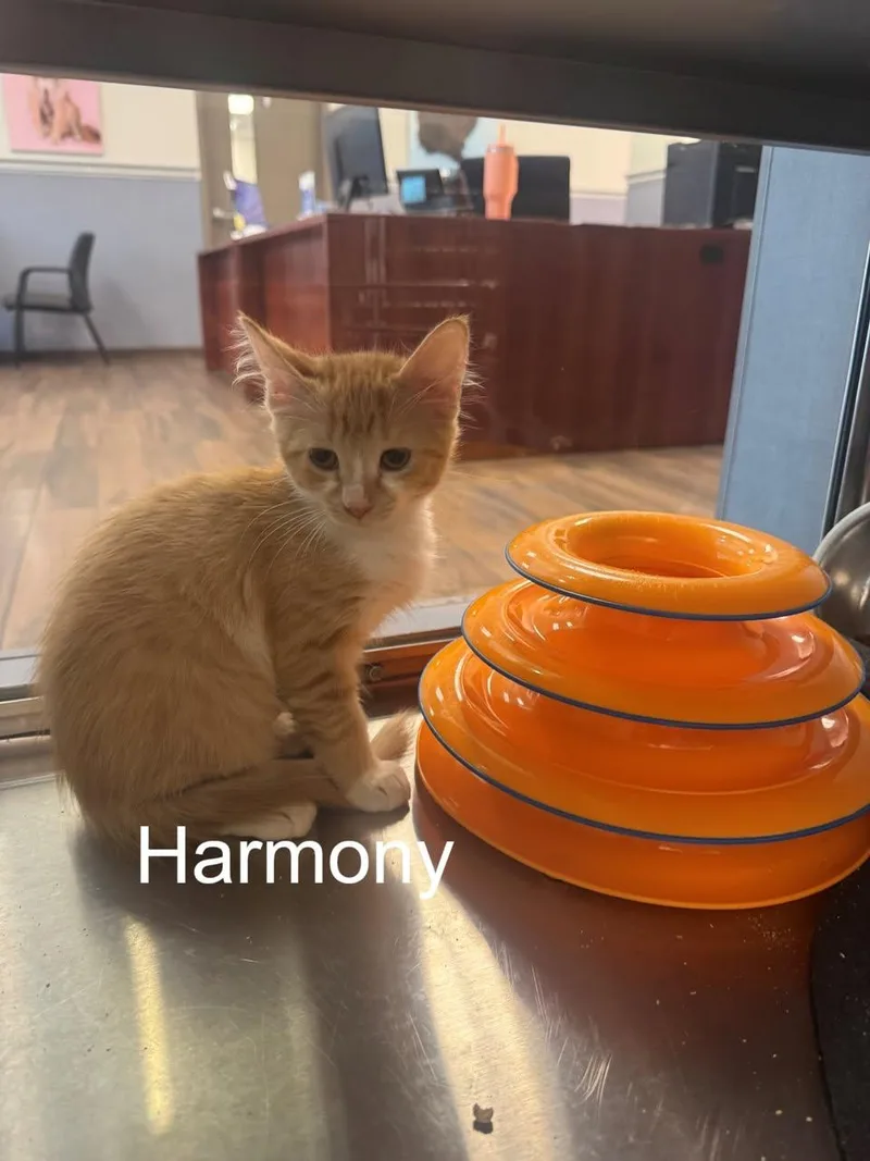 A baby medium-sized female Orange & White Domestic Short Hair cat named Harmony for adoption in Hilton Head Island, SC