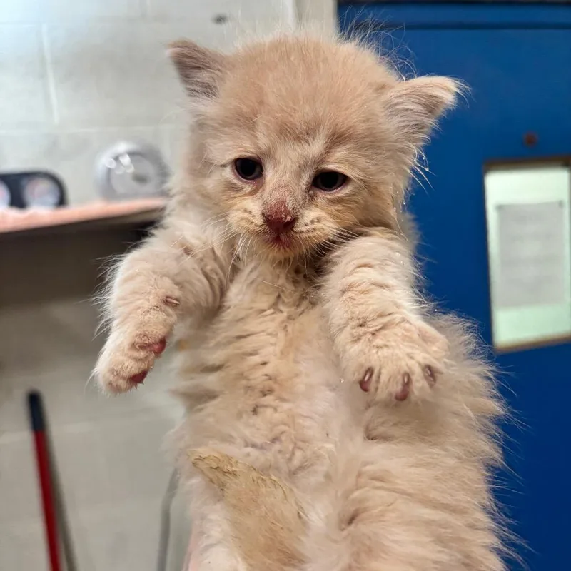 A baby small-sized male Cream / Ivory Domestic Short Hair cat named Toffee C for adoption in Napoleon, OH