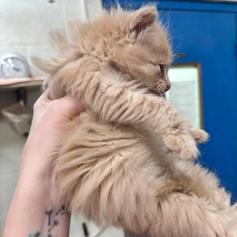 Toffee C thumbnail 6