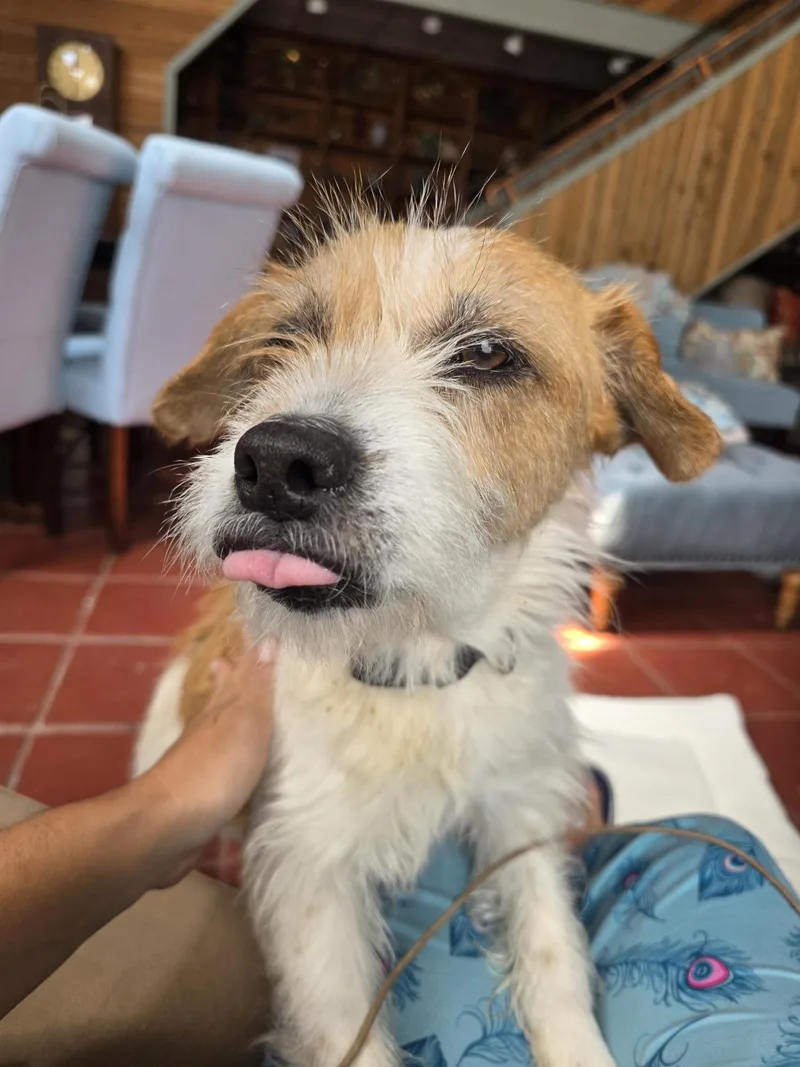 Lulu