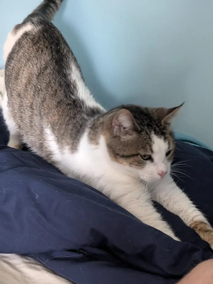 A senior medium-sized female Domestic Short Hair cat named Suzie for adoption in Bloomington, IN