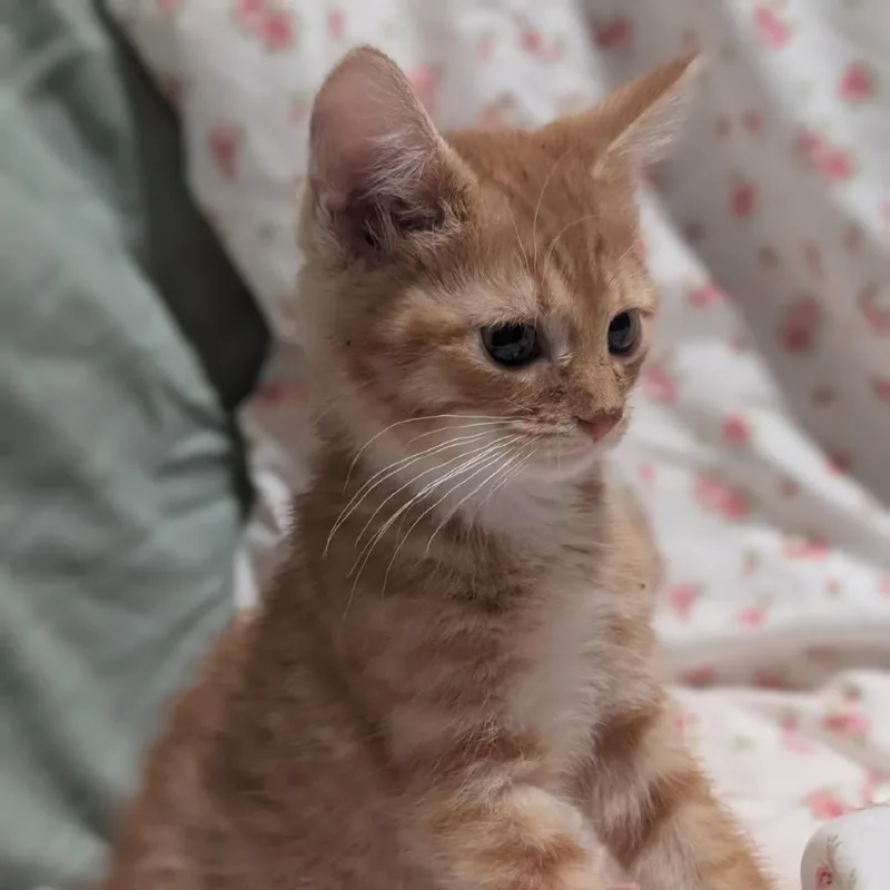 A baby small-sized male Orange / Red Domestic Short Hair cat named Gravy Boat for adoption in Lexington, KY