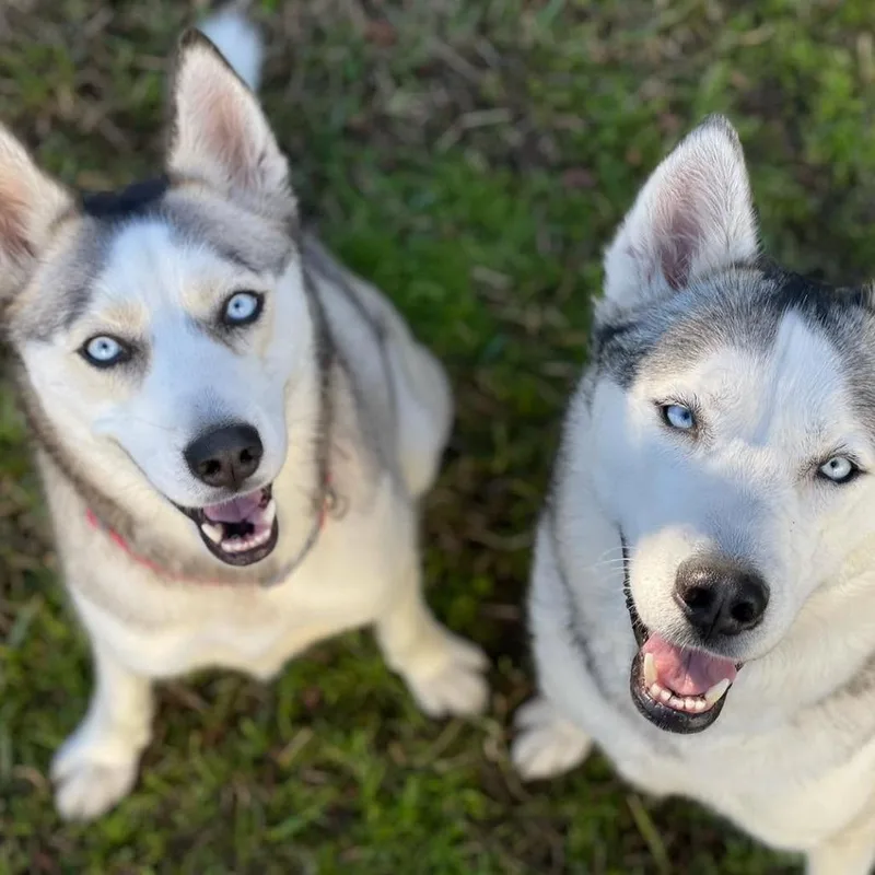 Mya