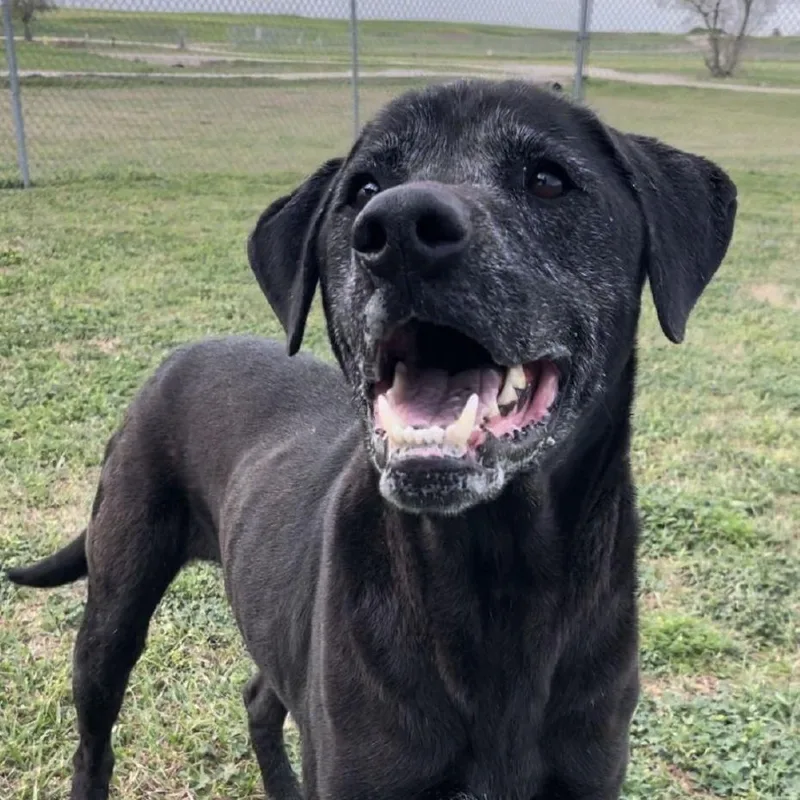 An adult large-sized male Black Labrador Retriever dog named Pin for adoption in Cedarburg, WI
