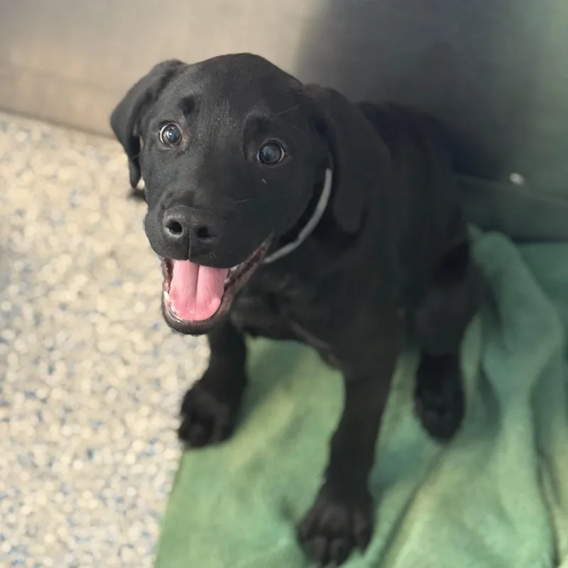 A baby small-sized male Black Labrador Retriever dog named Rico for adoption in Long Beach, CA