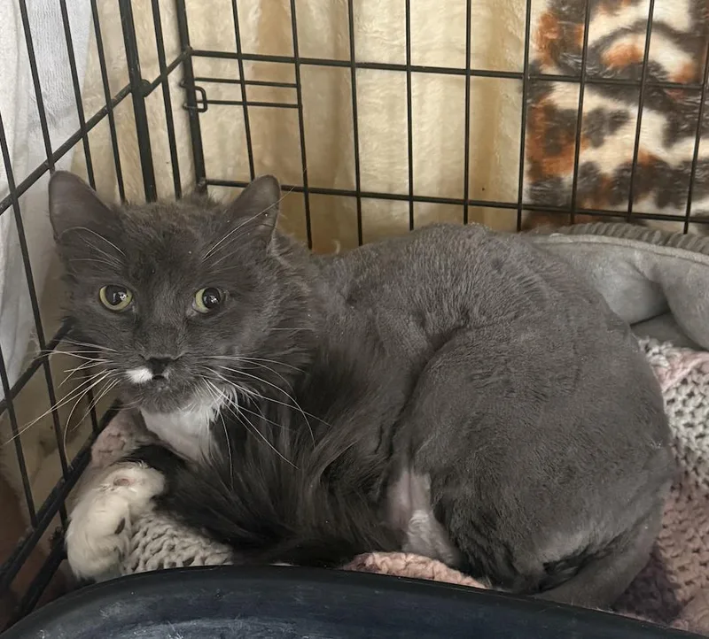 An adult medium-sized male Gray & White Domestic Long Hair cat named Buzz for adoption in Coralville, IA