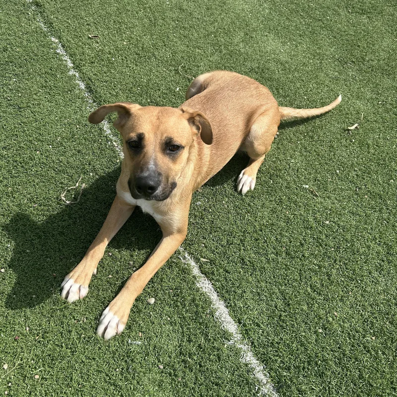 A young large-sized female German Shepherd Dog dog named Eve for adoption in Seward, NE