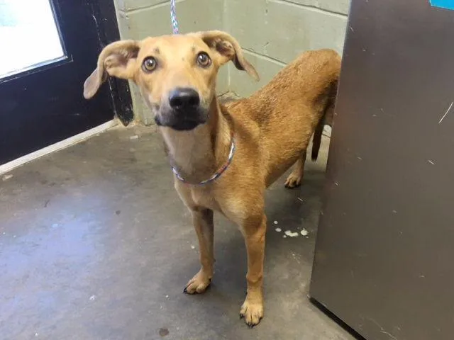 A young small-sized female Redbone Coonhound dog named Marlow for adoption in Tulsa, OK