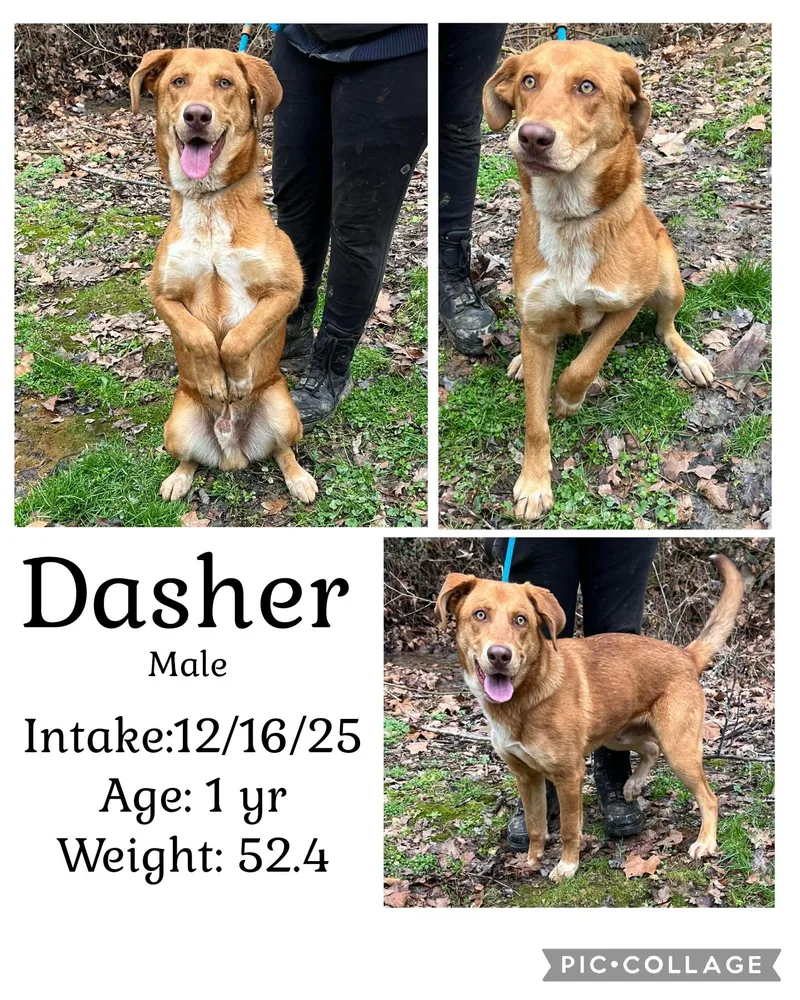 Dasher
