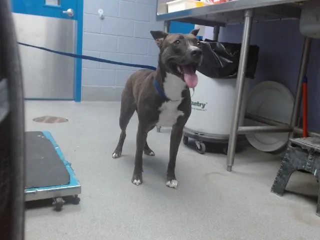 An adult medium-sized female Pit Bull Terrier dog named Sesame Seed for adoption in Albuquerque, NM