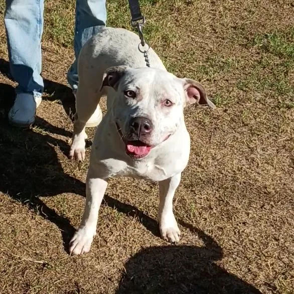 An adult small-sized female American Bulldog dog named Lady for adoption in Corsicana, TX