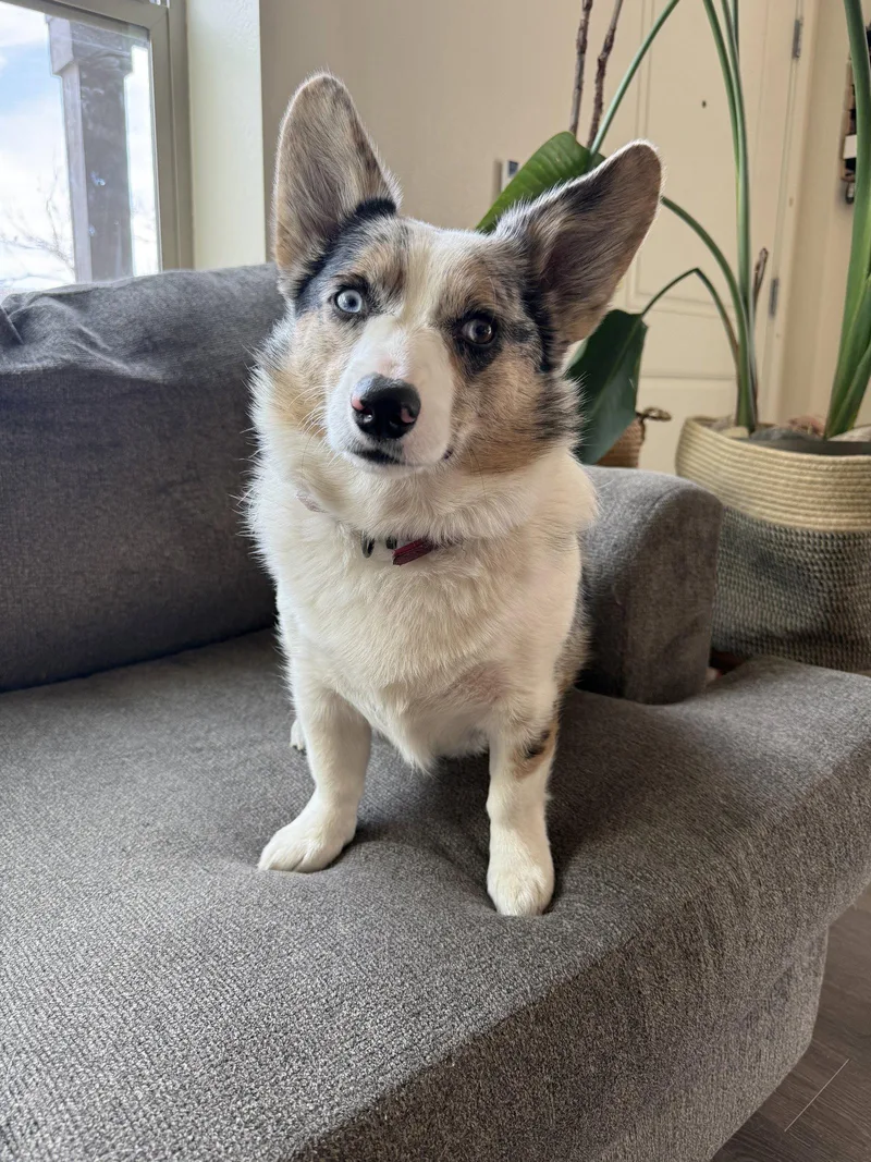 A young medium-sized female Corgi dog named Polly for adoption in Denver, CO