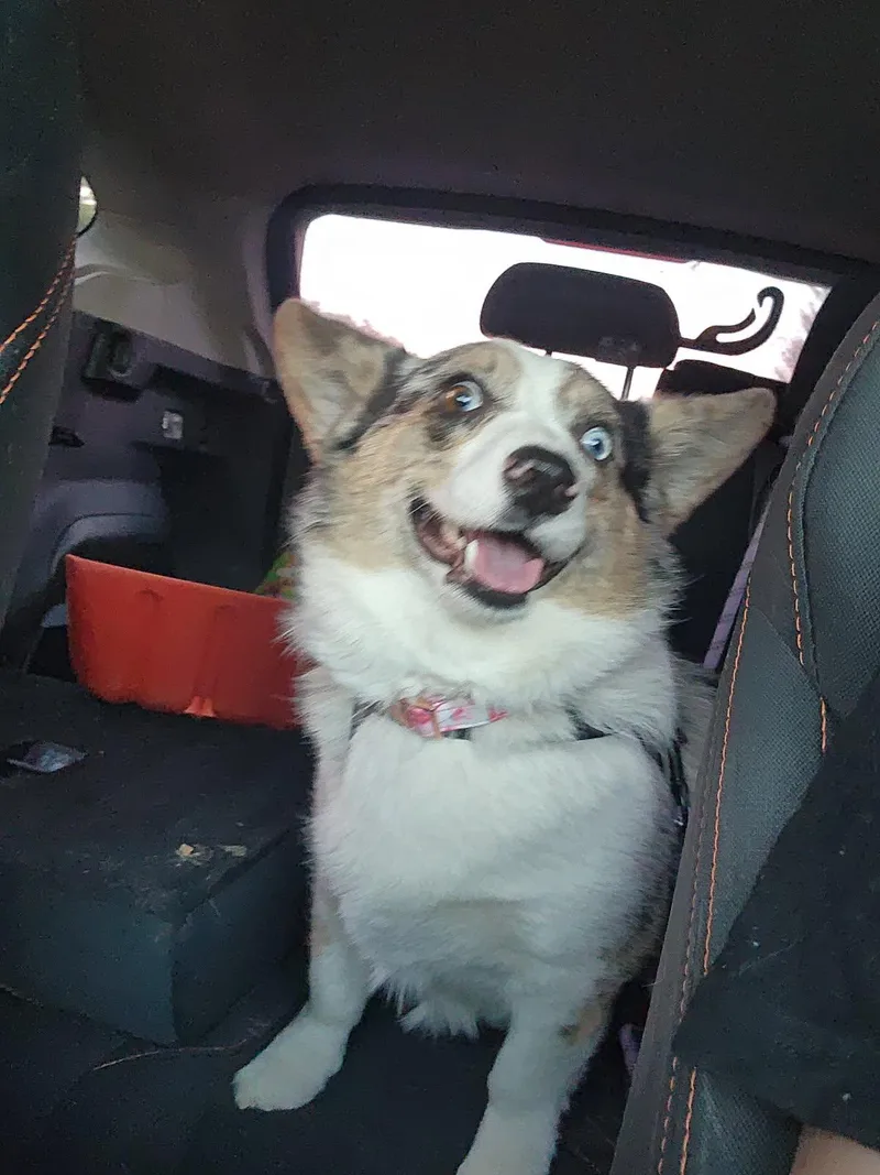 Polly thumbnail 3