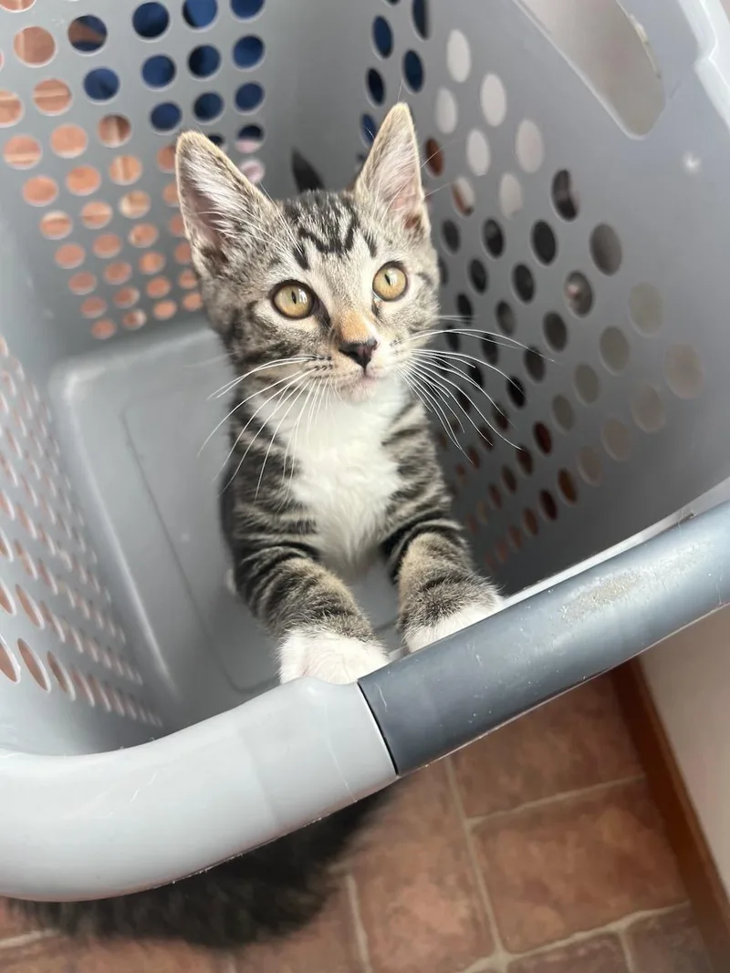 A baby small-sized male Tabby (Gray / Blue / Silver) Domestic Short Hair cat named Ranger for adoption in Hollister, CA