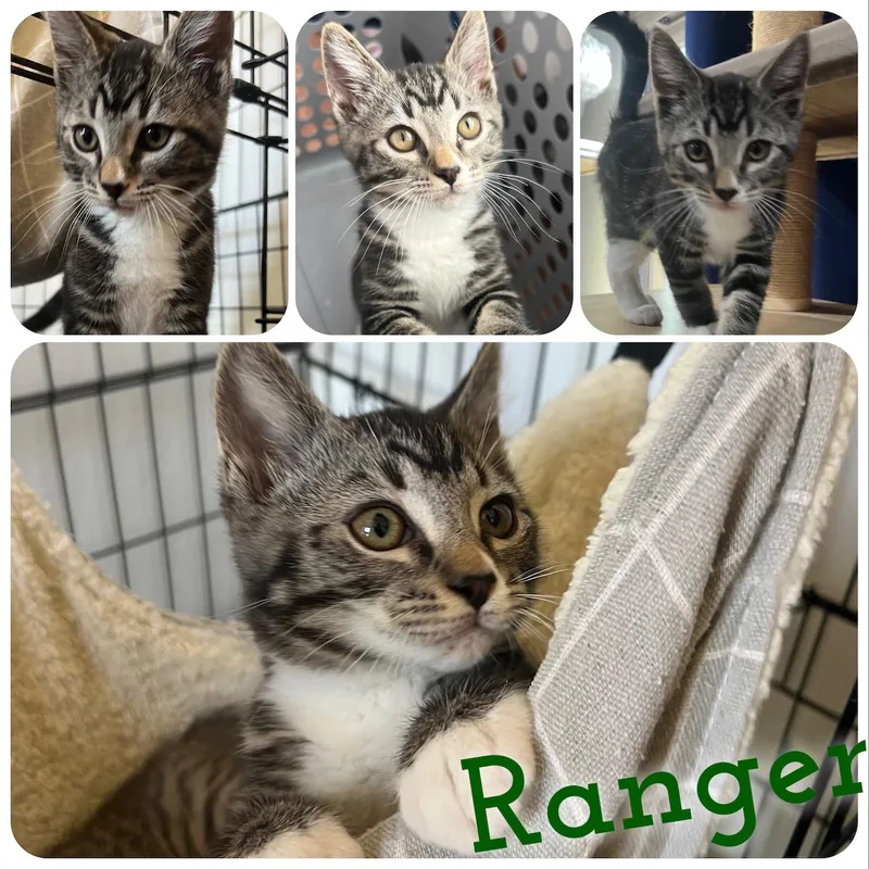 Ranger thumbnail 2