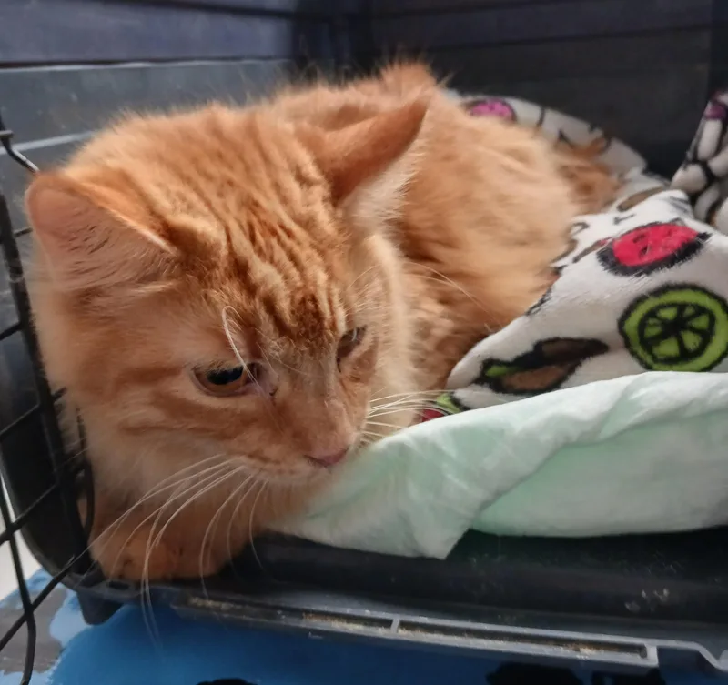 Garfield thumbnail 2