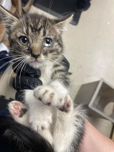 Oliver