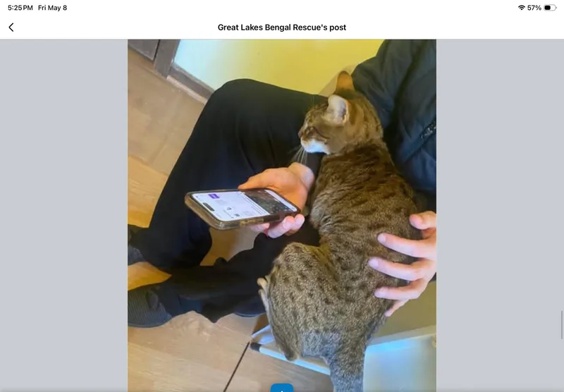Betsy  Il thumbnail 2