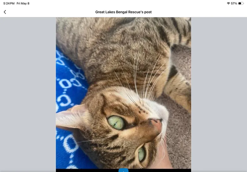 Betsy  Il thumbnail 4