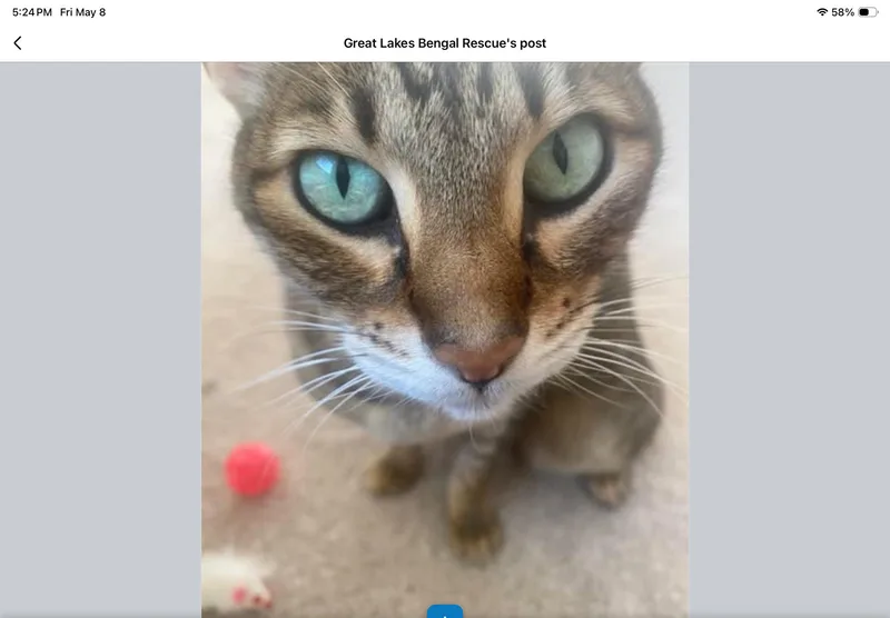 Betsy  Il thumbnail 5